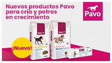pavo